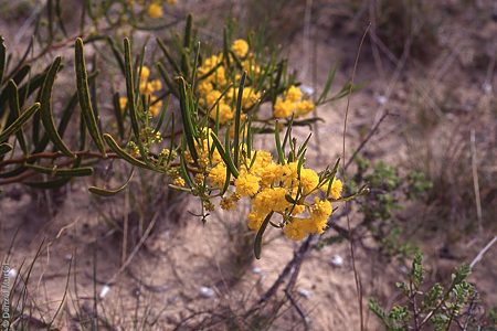 Acacia cupularis f DEM3585 Hindmarsh Island